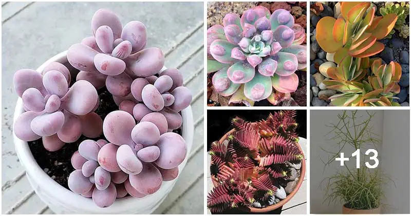 18 Amazing Color-changing Succulent Varieties