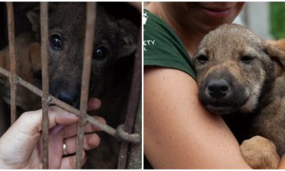 18 Dogs Rescued from Brutal Conditions in Vietnamese Slaughterhouse