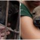 18 Dogs Rescued from Brutal Conditions in Vietnamese Slaughterhouse