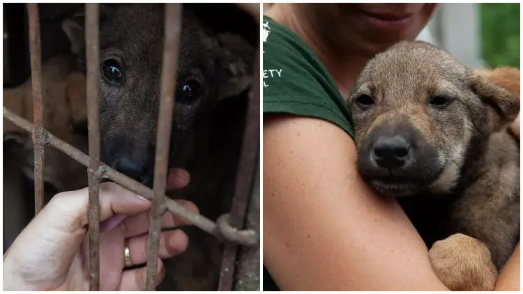 18 Dogs Rescued from Brutal Conditions in Vietnamese Slaughterhouse