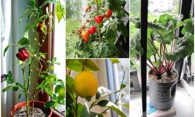 19 Edible Plants That Grow Well Indoors