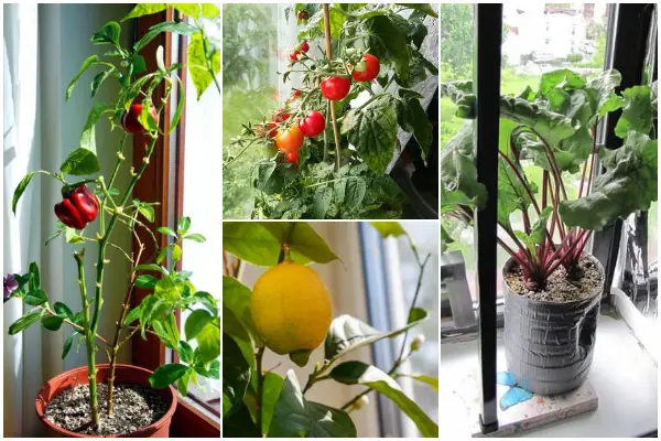 19 Edible Plants That Grow Well Indoors