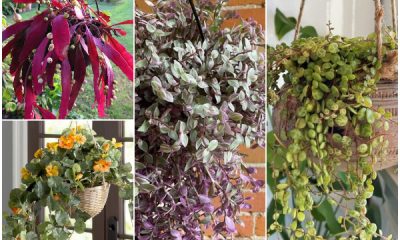 19 Gorgeous Trailing Plants for Overhead Space