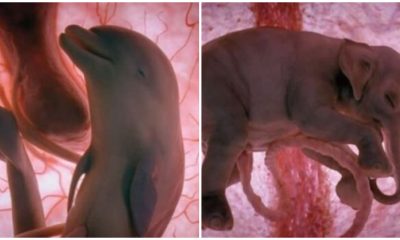 20 Incredible Pictures of Baby Animals in the Womb That Will Amaze You