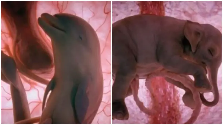 20 Incredible Pictures of Baby Animals in the Womb That Will Amaze You