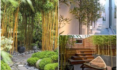 20 Spectacular Landscaping Ideas with Bamboo