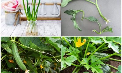 20 Vegetables You Can Grow from Cuttings05 (Copy)