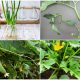 20 Vegetables You Can Grow from Cuttings05 (Copy)