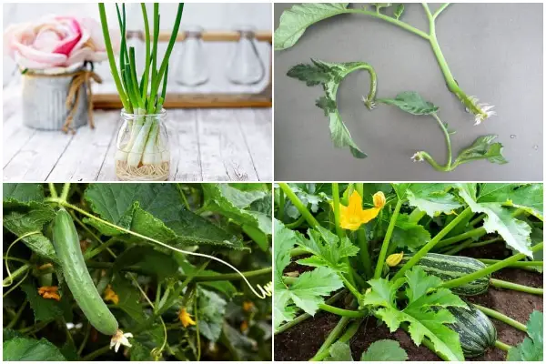 20 Vegetables You Can Grow from Cuttings05 (Copy)