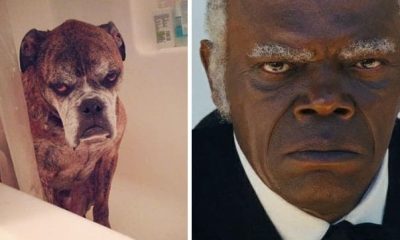 23 Hilarious Pictures of Dogs That Bear a Striking Resemblance to Celebrities