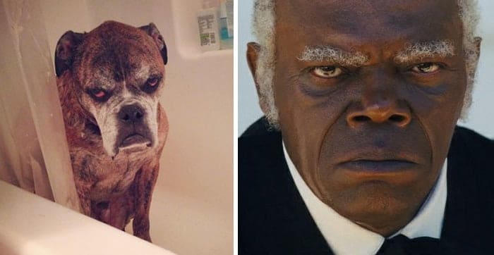 23 Hilarious Pictures of Dogs That Bear a Striking Resemblance to Celebrities