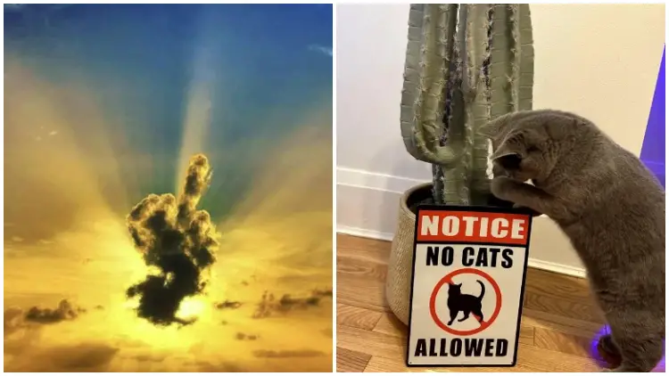 23 Random Funny Photos That Will Add the Perfect Kick to Your Day