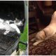 25 Moments Showing That Animals Can Sleep Anywhere They Want