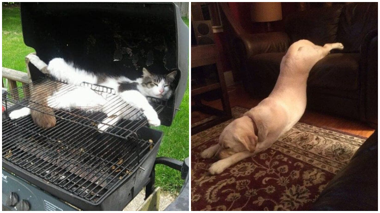 25 Moments Showing That Animals Can Sleep Anywhere They Want