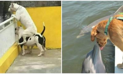 30 Adorable Moments When Dog Owners Couldn't Resist Snapping Pictures of Their Pets in Unexpected Situations