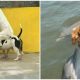 30 Adorable Moments When Dog Owners Couldn't Resist Snapping Pictures of Their Pets in Unexpected Situations