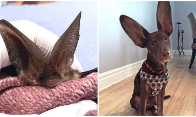 30 Animals with Really Big Ears That Make Them Look Like Characters from Cartoons