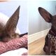 30 Animals with Really Big Ears That Make Them Look Like Characters from Cartoons