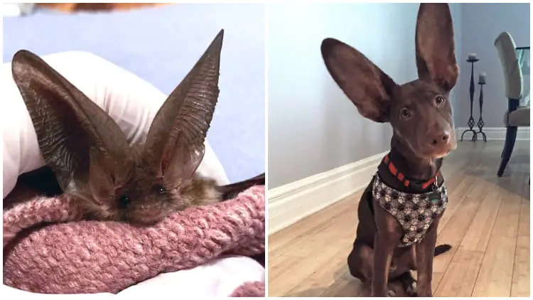 30 Animals with Really Big Ears That Make Them Look Like Characters from Cartoons