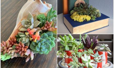 30 Brilliant Succulent Planter Ideas