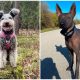 30 Most Rare and Extraordinary Dog Breeds For Those Who Love This Pet