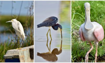 30+ Stunning Bird Photos to Help You Experience the Breathtaking Beauty of Nature