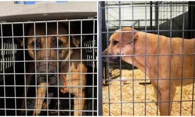 34 Dogs Saved from Dog Meat Trade Anticipate Finding Forever Homes