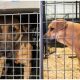 34 Dogs Saved from Dog Meat Trade Anticipate Finding Forever Homes