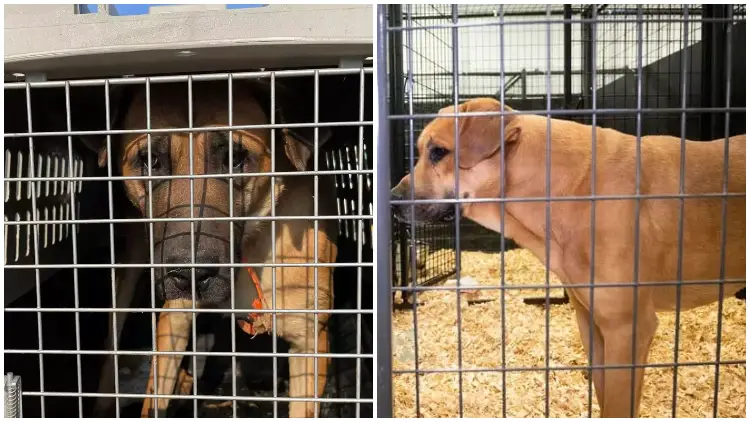 34 Dogs Saved from Dog Meat Trade Anticipate Finding Forever Homes