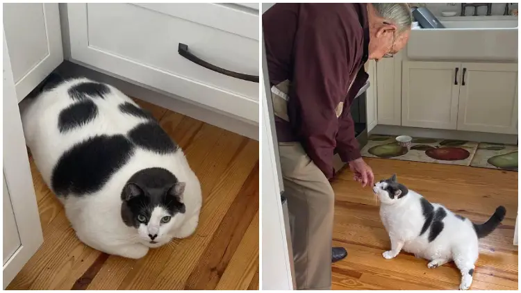 40-Pound Cat Begins New Life with Special Diet After Being Adopted