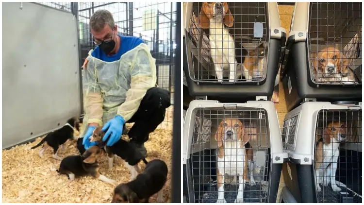 4,000 Beagles Rescued from Medical Facility and Available for Adoption