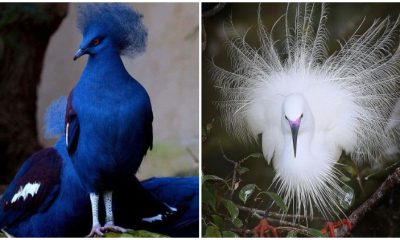 45 Unbelievably Beautiful Exotic Birds That Truly Exist in Our World