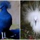 45 Unbelievably Beautiful Exotic Birds That Truly Exist in Our World