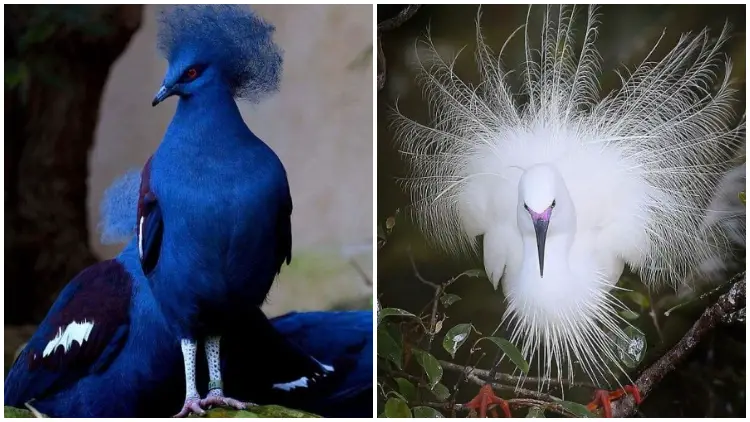 45 Unbelievably Beautiful Exotic Birds That Truly Exist in Our World