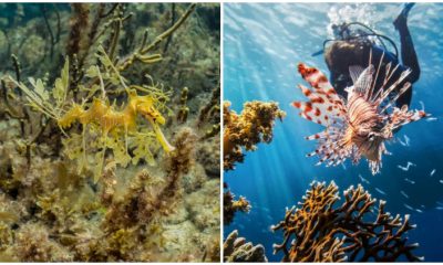 5 Most Beautiful Marines and Their Natural Habitat in the Coral Reef