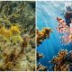 5 Most Beautiful Marines and Their Natural Habitat in the Coral Reef