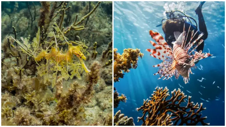 5 Most Beautiful Marines and Their Natural Habitat in the Coral Reef