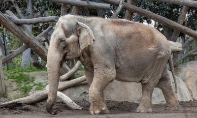 59-Year-Old Asian Elephant Named Mary Humanely Put to Rest at San Diego Zoo