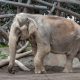 59-Year-Old Asian Elephant Named Mary Humanely Put to Rest at San Diego Zoo