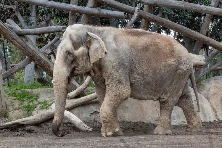 59-Year-Old Asian Elephant Named Mary Humanely Put to Rest at San Diego Zoo