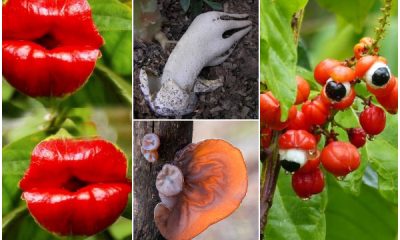 6 Strange Plants That Resemble Human Body Parts