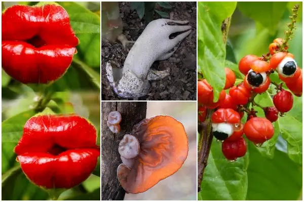6 Strange Plants That Resemble Human Body Parts