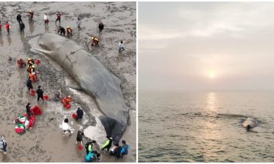 65-Foot Whale Rescued and Returned to the Ocean After 20 Hours of Being Stranded