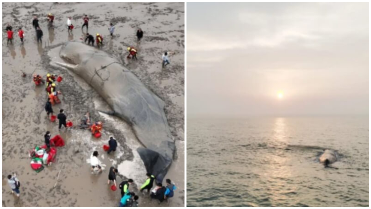 65-Foot Whale Rescued and Returned to the Ocean After 20 Hours of Being Stranded