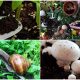 7 Amazing Coffee Ground Uses for Garden