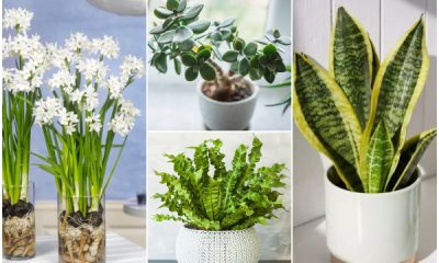 7 Beautiful Plants That You Can Use As Gifts to Give Someone