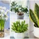 7 Beautiful Plants That You Can Use As Gifts to Give Someone