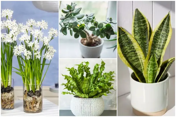 7 Beautiful Plants That You Can Use As Gifts to Give Someone