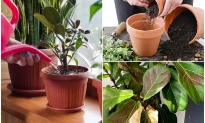 7 Common Houseplant Problems You Should Avoid