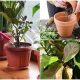 7 Common Houseplant Problems You Should Avoid